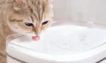 Xiaomi - Smart Pet Fountain UK - Image 2